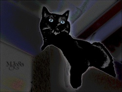 sept blackcat poster