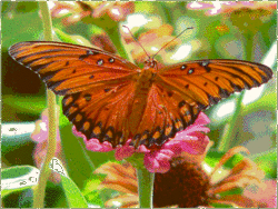 butterfly13nwm