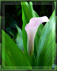 marchand Calla Lilly
