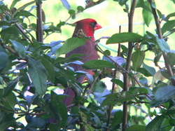 bird cardinal
