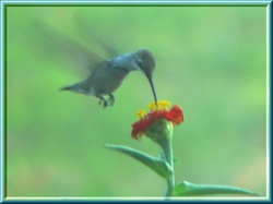 hummingbirdAM1